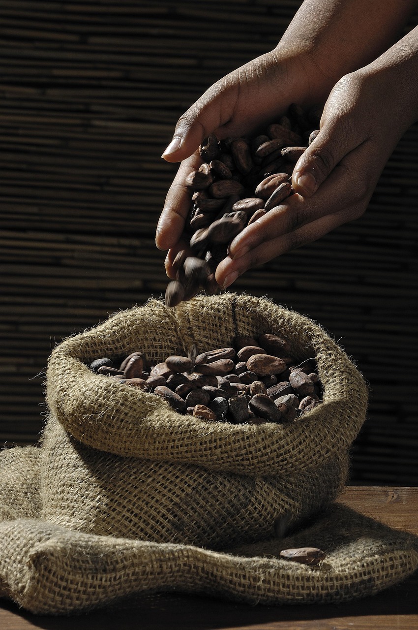 cocoa beans, hands, sack, cocoa, cacao, cacao beans, chocolate, jute, cocoa beans, cocoa, cocoa, cocoa, cocoa, cacao, cacao, cacao, chocolate, chocolate, chocolate, chocolate, chocolate